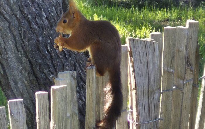 un écureuil résident de l'association thierry albouy en pose sur la ganivelle